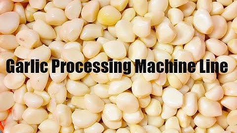 Peeled Garlic Processing Machine line #garlic #process