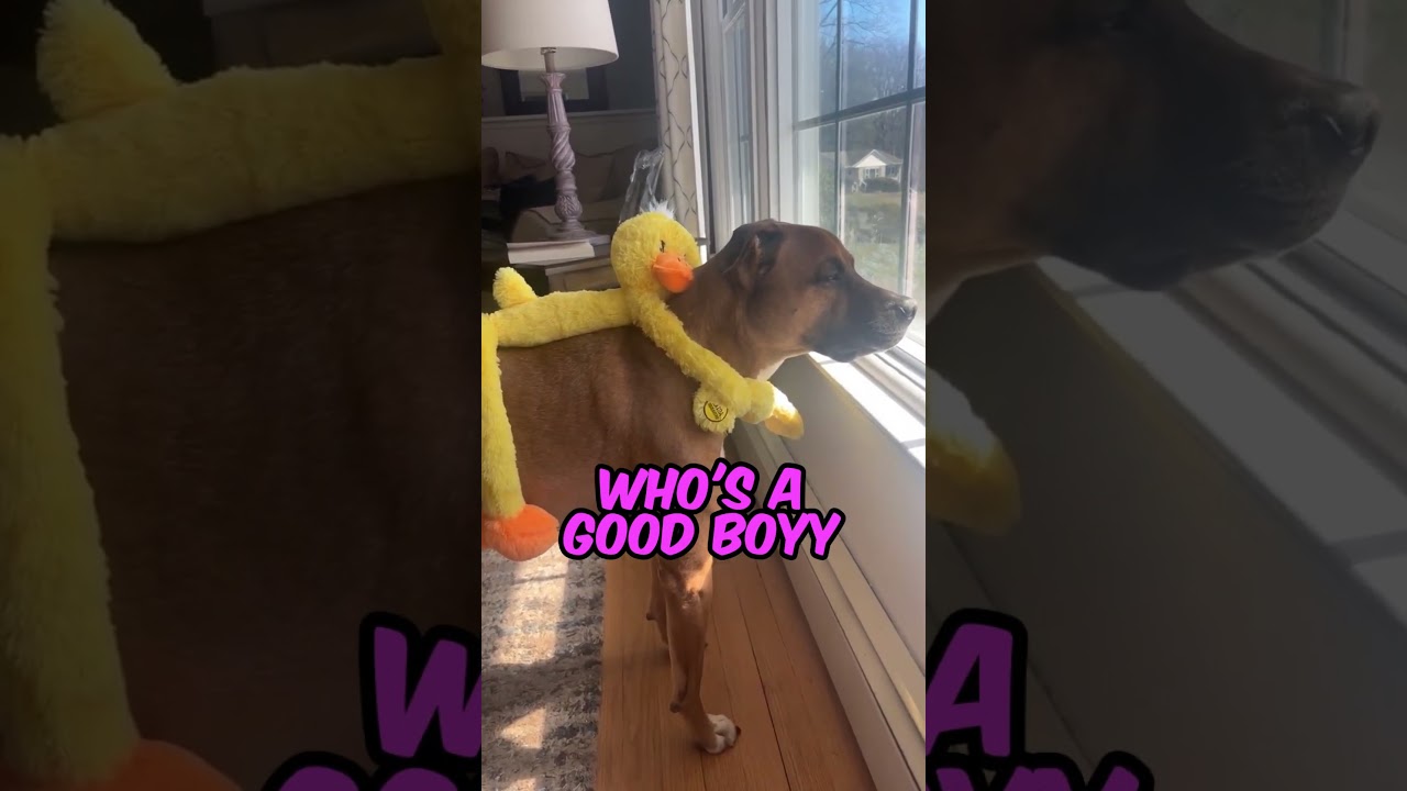 This pup never goes anywhere without his best buddy! ❤️