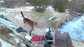 Training my Cat Pouncey to Ride an Electric Bike