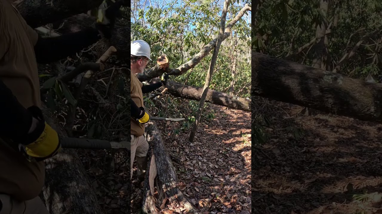 Silky Katanaboy trail work, Leadmine trail, Linville Gorge  