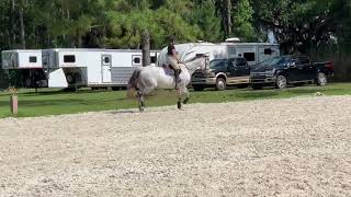 10YO, 16.2H imported gelding with miles in the 1m25 and Eq