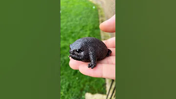 Безобидное, но сердитое на вид существо🐸 Звуки дождевых лягушек