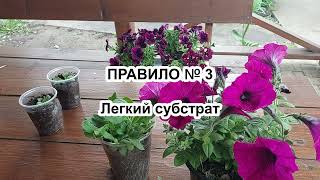 Мої П'ЯТЬ ПРАВИЛ шикарної петунії, сурфінії, калібрахоа. Без них пишного цвітіння НЕ БУДЕ