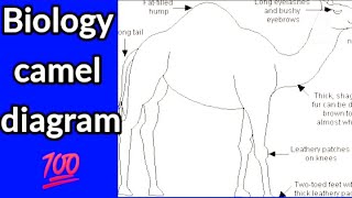 Camel Biology How To Draw The Camel Labelled Diagram Biology Diagrams Youtube