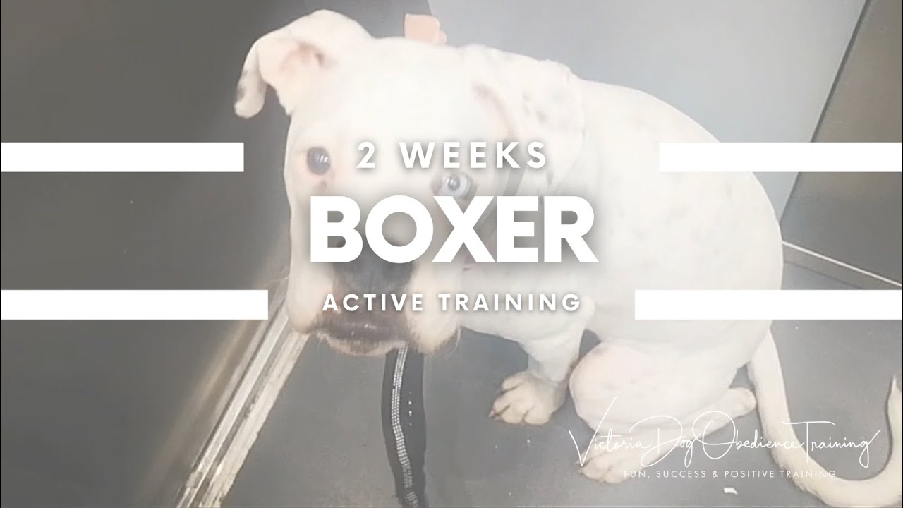 Boxer puppy - Leash and Off-leash training & Impulse control dog training