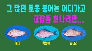 토종 붕어 천국에서 교잡종 희나리 천국으로 #토종붕어 #떡붕어교잡종 #희나리 #헤라부나 #주걱붕어
