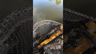 Mr Pike! #bassfishing #hobiekayak #pikefishing #pike #riverfishing #creekfishing #kayakfishing #fish