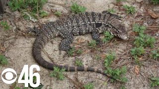 Invasive lizard threatens Georgia wildlife