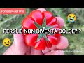 Pomodoro nell'Orto | Perché non sempre è Dolce?