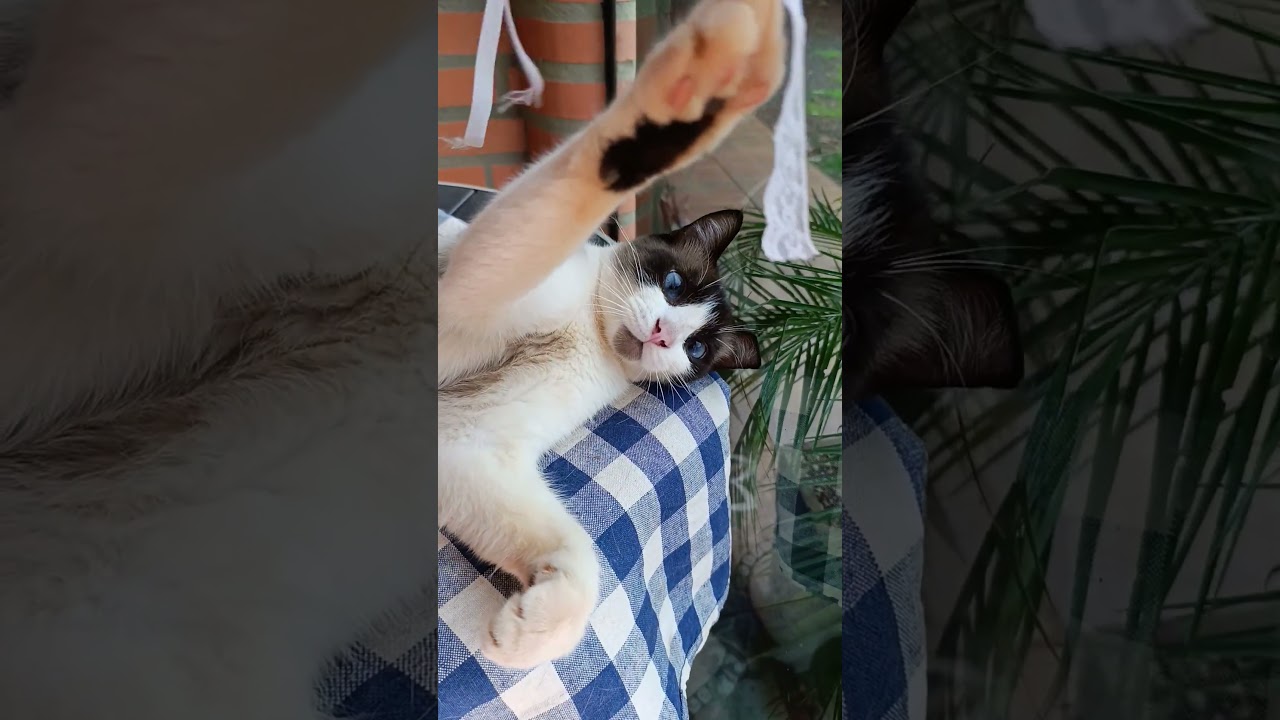 Донник на расслабоне 