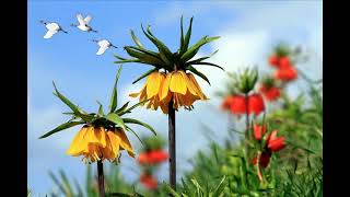 Gelmiş Bahar Murat Göğebakan