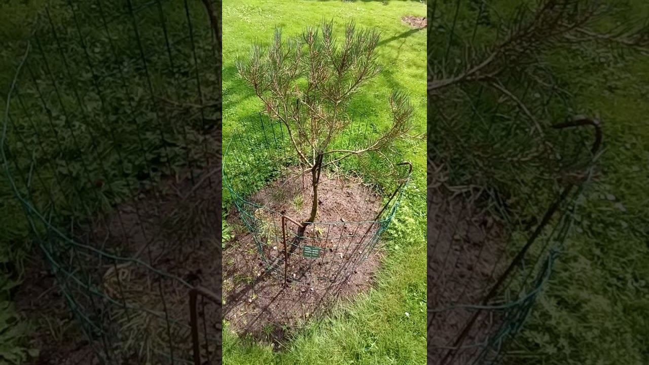 Pinus Monophylla  | Enkelbladige den