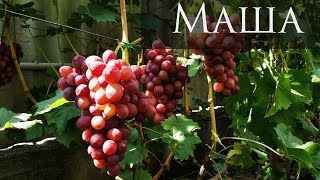 Гибридная форма винограда  Маша