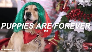 Sia - Puppies Are Forever ♡︎Sub Español♡︎ Video Official