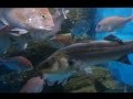 渋川マリン水族館 の動画、YouTube動画。