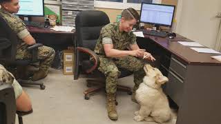 Golden puppy and Marines| Oshies World by Oshies World 226,137 views 3 years ago 53 seconds