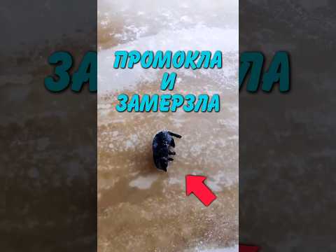 Спасатели Пришли На Помощь Котику  😳😭  #история #животные #новость #природа #shorts