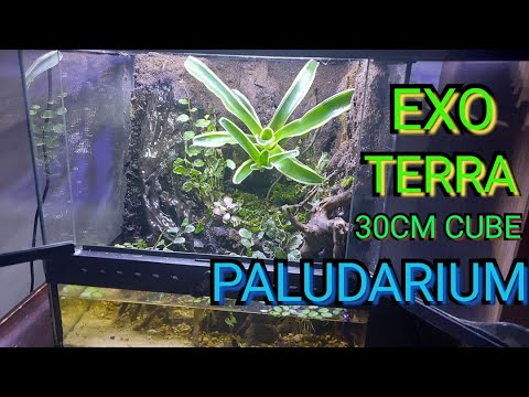 blast dommer tøve Exo Terra 30cm Cube Mini Paludarium Build - YouTube