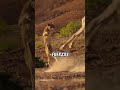 Mala suerte de la Leona #buho #jirafa #leona #animales #fauna #shorts