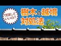 徹底解説！隣家からの樹木越境解決策【街の屋根やさん】