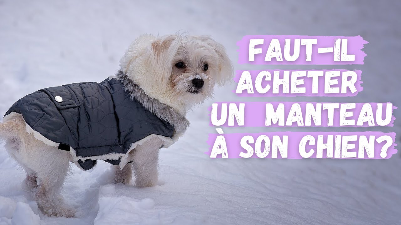 Est-ce que les chiens ont froid en hiver?