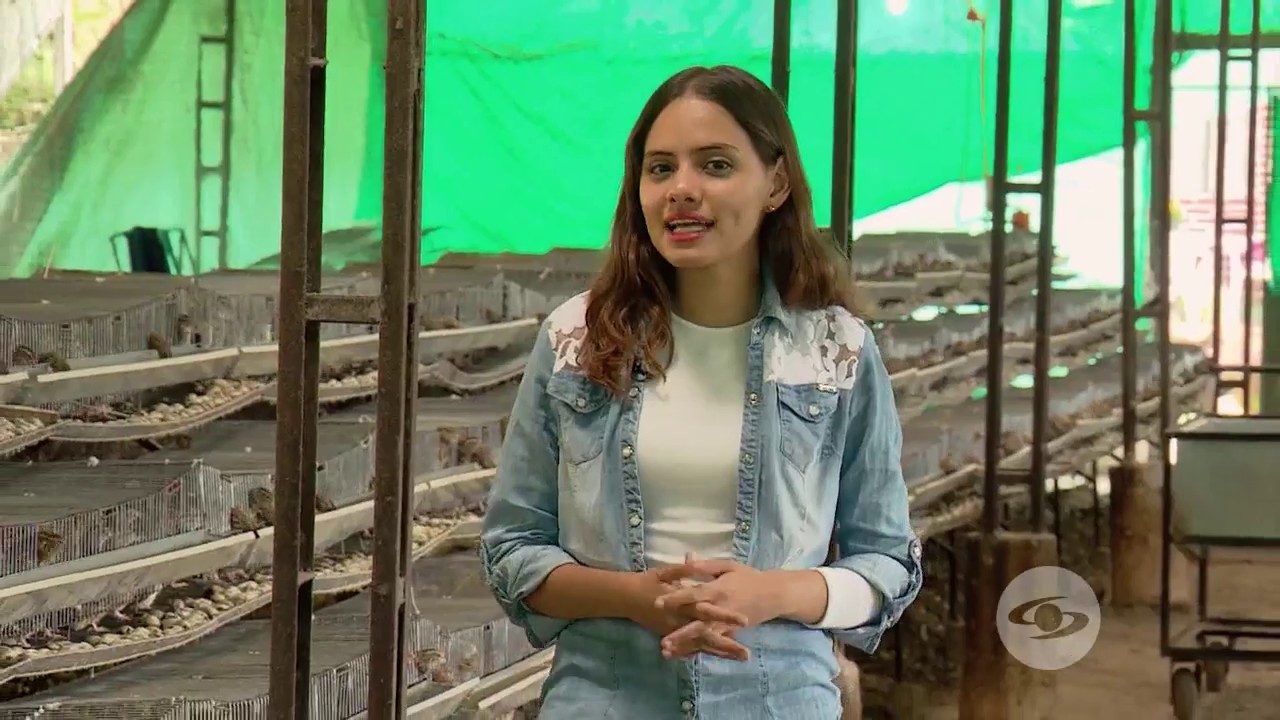 ¿Quiere incursionar en la coturnicultura?  - La Finca de Hoy