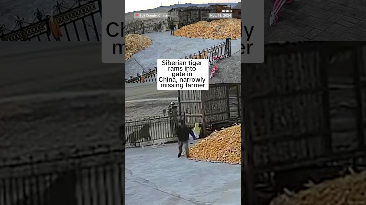 Siberian tiger rams into gate in China, narrowly missing farmer