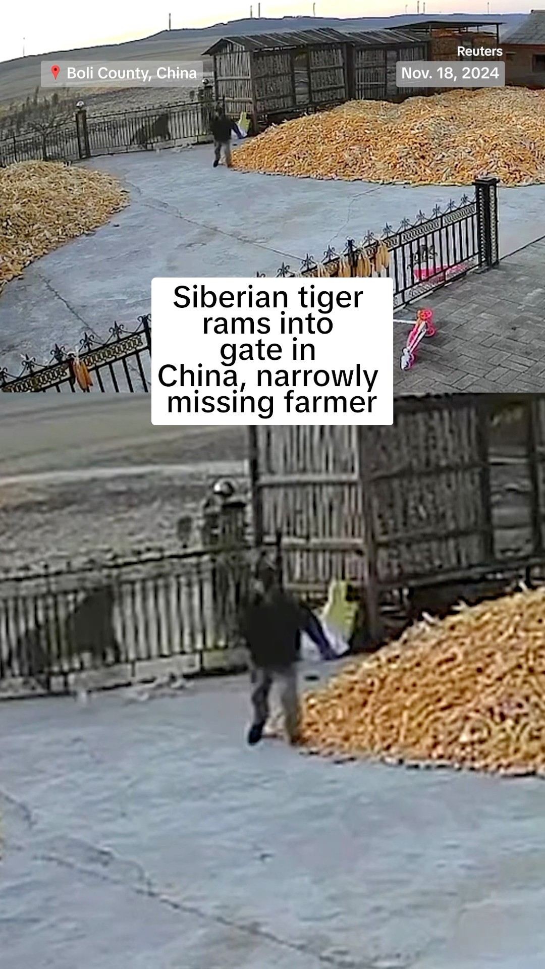 Siberian tiger rams into gate in China, narrowly missing farmer