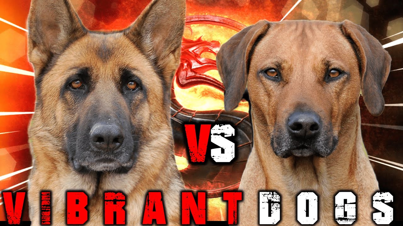 German Shepherd Rhodesian Ridgeback German Shepherd vs Rhodesian Ridgeback | Rhodesian Ridgeback vs German ...