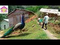 La vida del campo en republica dominicana ruta jarabacoa a manabao