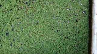 Azolla Cultivation (Culture Available)