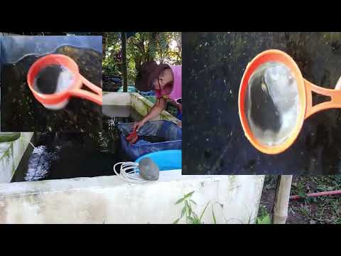How to Cull Koi Fry: Removing Shooters (Tobi) for Stronger, Healthier Koi!