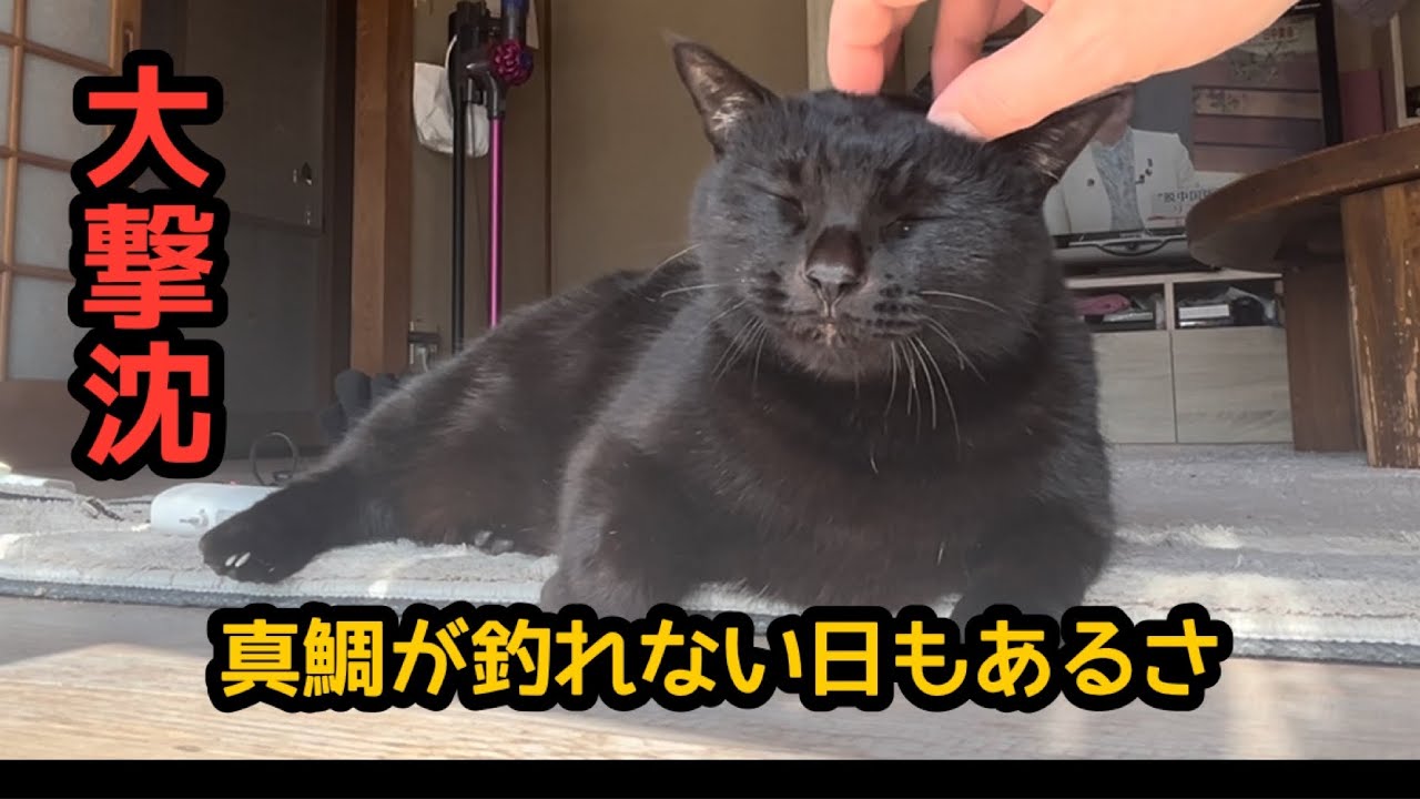 真鯛が釣れない日のポポの休日