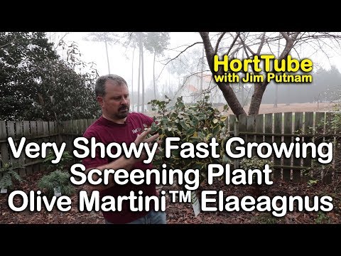 Video: Uvjeti uzgoja Elaeagnusa: kako se brinuti za živicu od masline pod osvijetljenom svjetlošću
