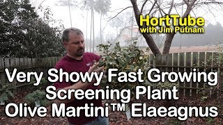 Very Showy Fast Growing Screening Plant  Olive Martini™ Elaeagnus