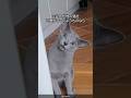 【飼主独占】ロシアンブルーの可愛さがわかる解説