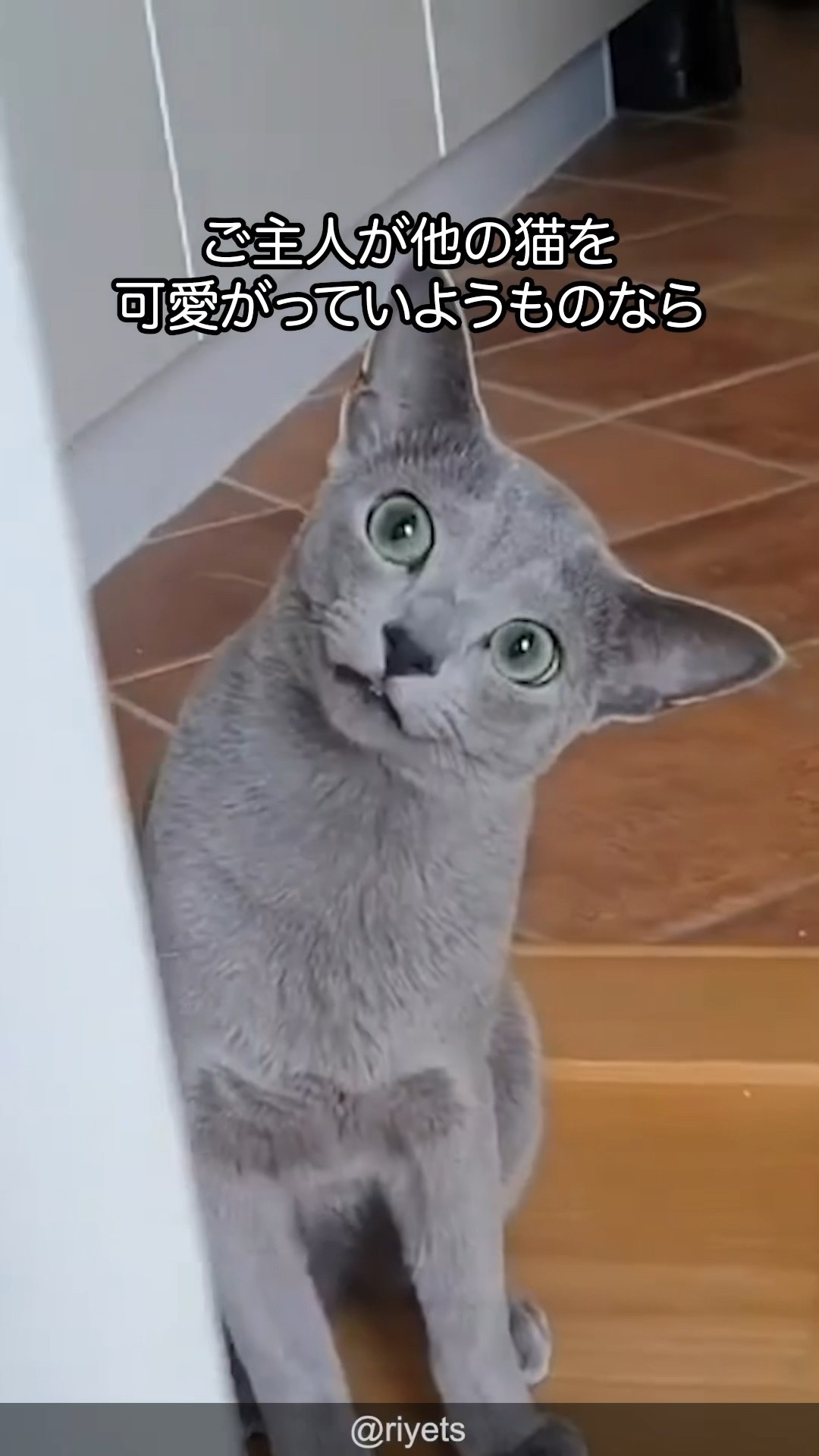 Owner Exclusive] Explanation of the cuteness of Russian Blue - YouTube