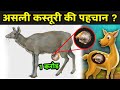 असली कस्तूरी की पहचान ? | What Is Kasturi | Kasturi Kya Hai Hindi