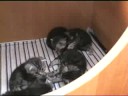 Watch the video about B-Litter - British Shorthair Tabby Kitten 2008 - 3,5 weeks