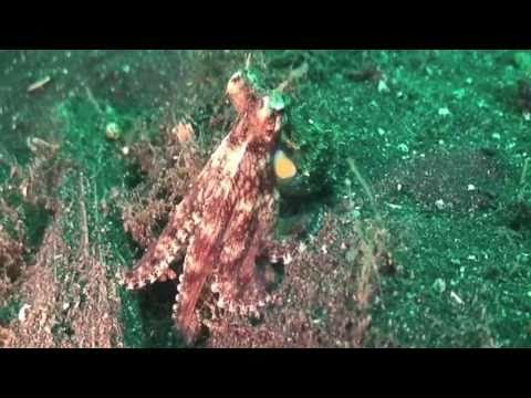 Science in Action: Mimic Octopus
