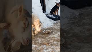Гуля , Сильва , Мальчик и Чундрик . Банда в сборе !!! #shorts #собака #пёс #коза #козёл  #приют