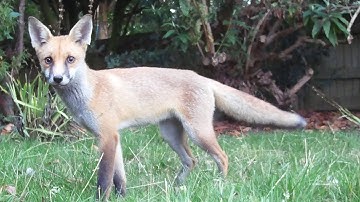 2025 Fox Visits (part 1)