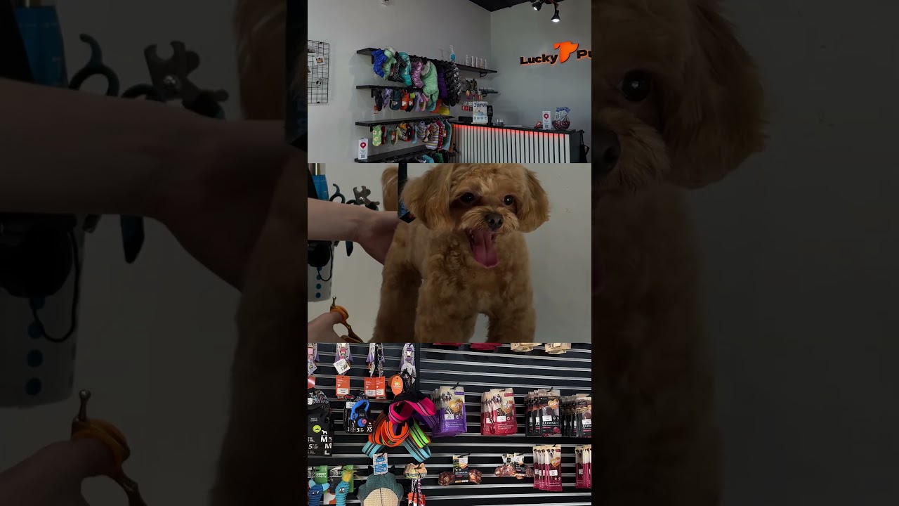 Ваш Lucky Puppy 🧡✨