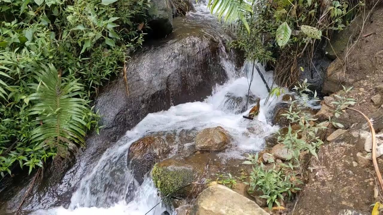 Quiet Forest Stream with Soft Bird Calls – Natural Soundscape for Sleep & Relaxation