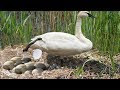 Great Swan Mom Laying Egg And Carring Her Babies So Sweet