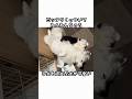 お迎えしたばかりの子犬が超大型犬を母だと思って抱きしめながら寝ちゃいました♡