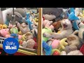 Gamer catches a live sleeping cat in claw machine game  daily mail