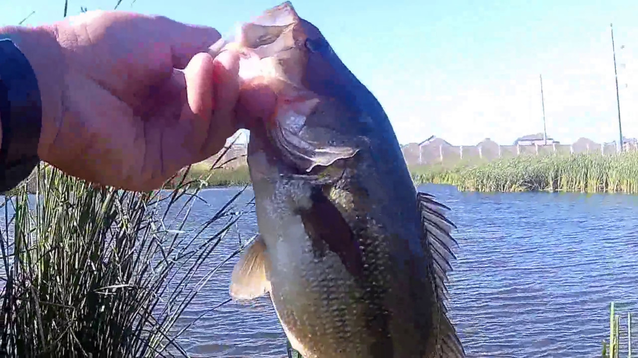 Spinner Bait Pond Fishing (Ft. Fatz McGee Fishing) YouTube