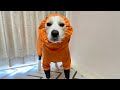 犬がレインコートを着ると静止するらしい...。笑【ボーダーコリー】