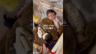 아기 울음소리 들리면 뛰어오는 고양이